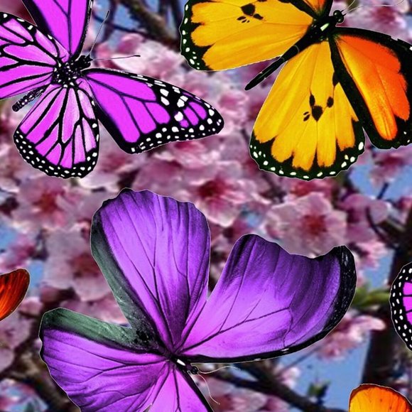 Meet your Posher, Kerry - Picture 2 of 16